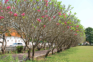 ภาพประกอบ ความรู้ทั่วไป