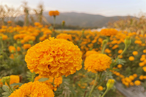 ภาพประกอบ ความรู้ทั่วไป