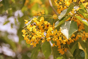 ภาพประกอบ ความรู้ทั่วไป