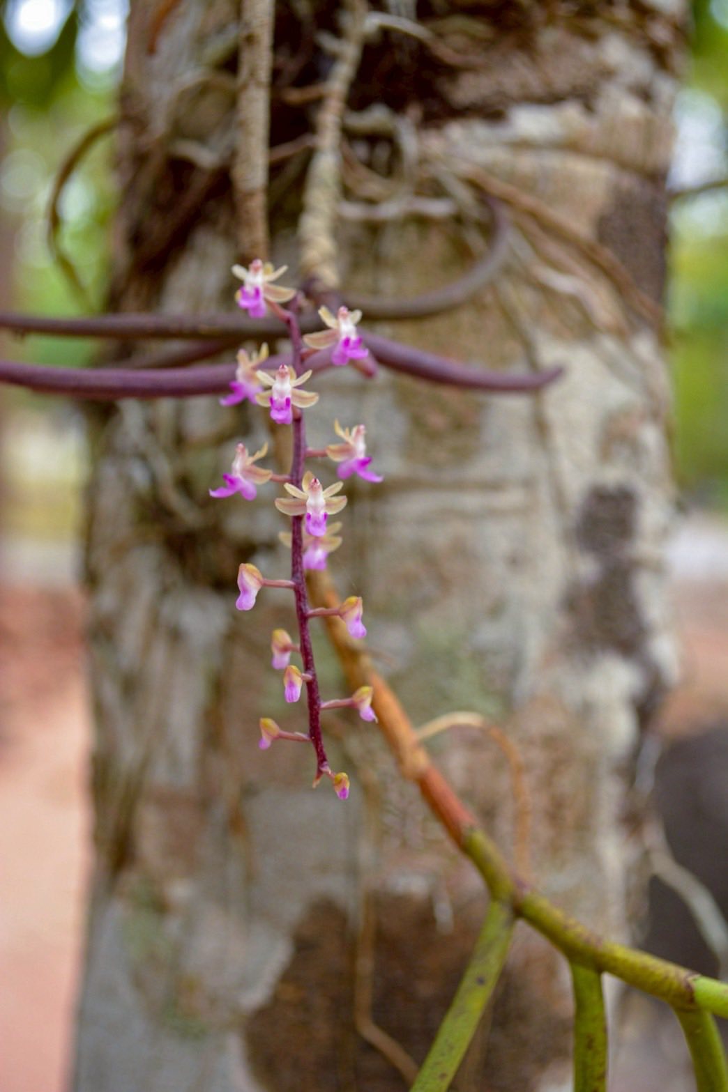 ภาพประกอบ :เอื้องเขาแพะ