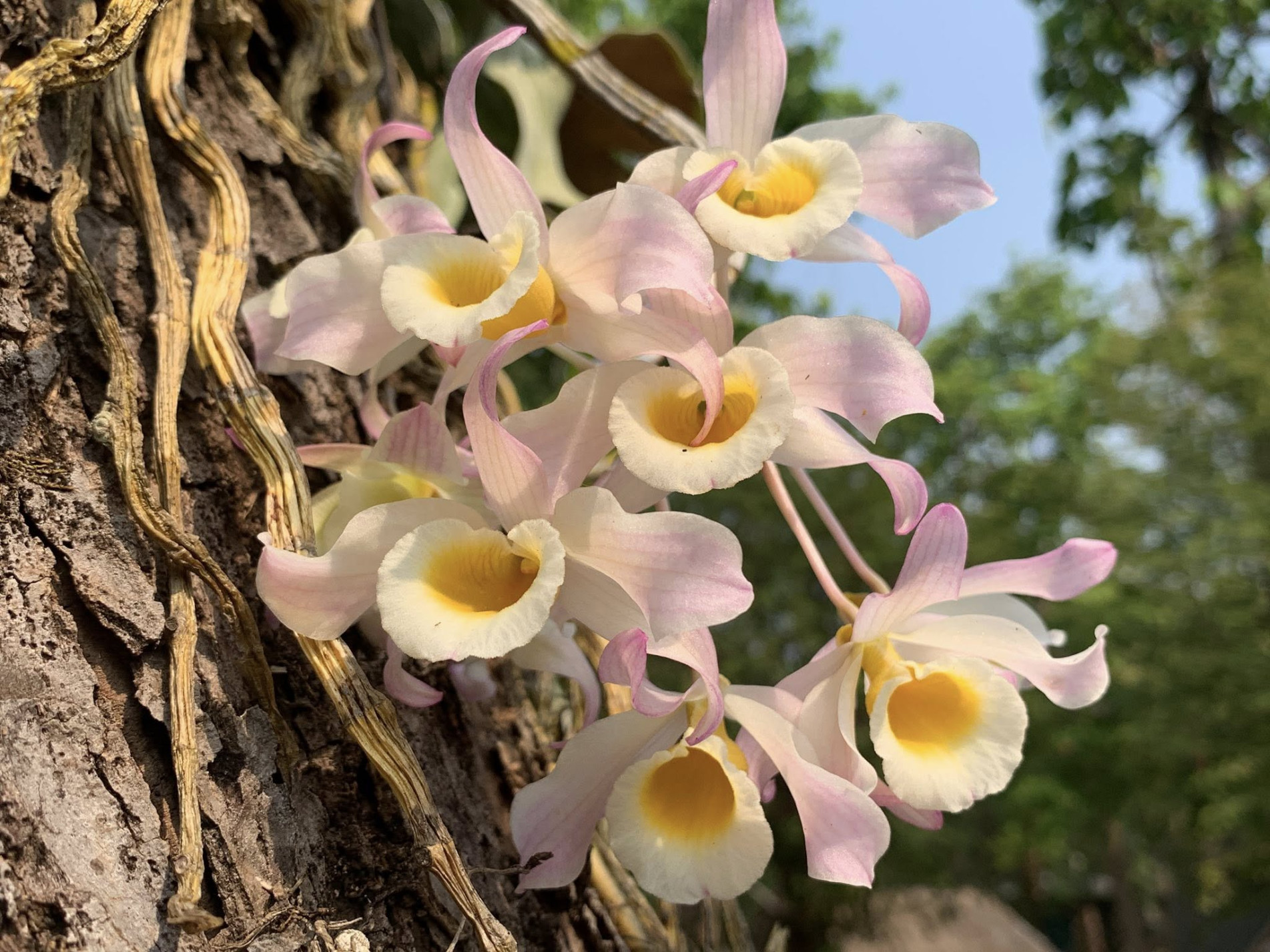 ภาพประกอบ :เอื้องคำกิ่ว (เอื้องตีนเป็ด,เอื้องตีนนก)