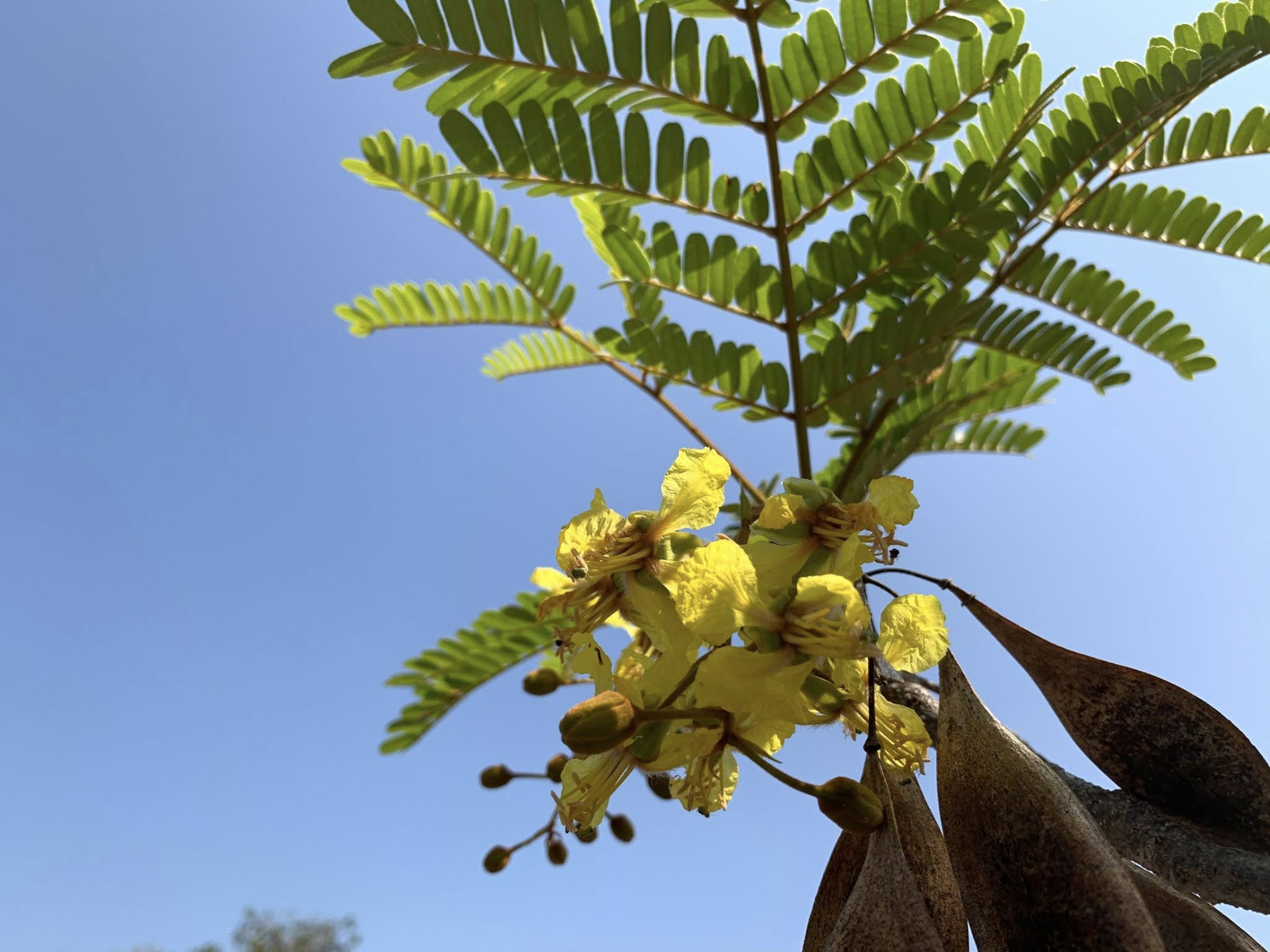 ภาพประกอบ :นนทรี
