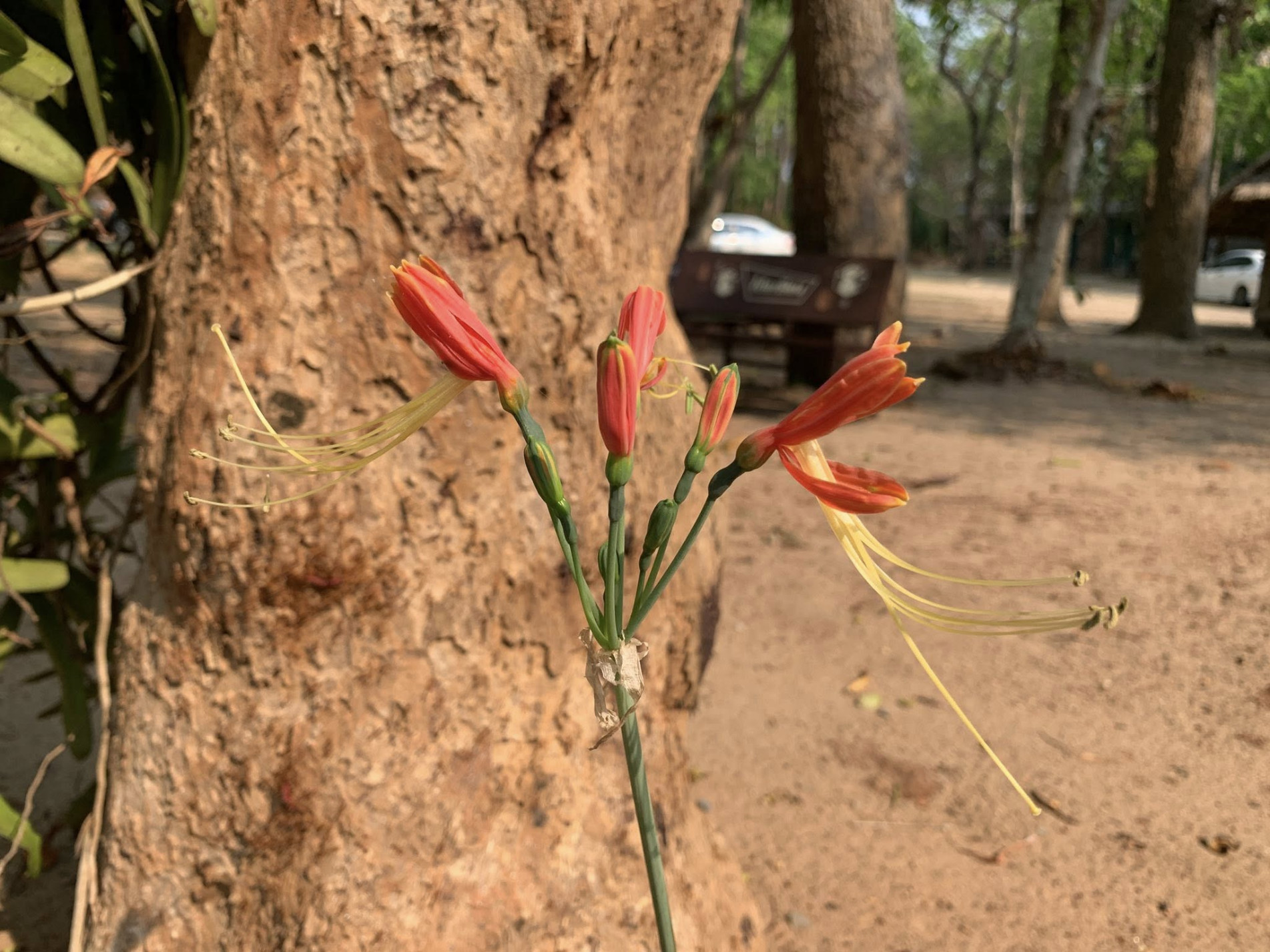 ภาพประกอบ :ว่านมหาลาภ หรือมีชื่อวิทยาศาสตร์ว่า Eucrosia bicolor