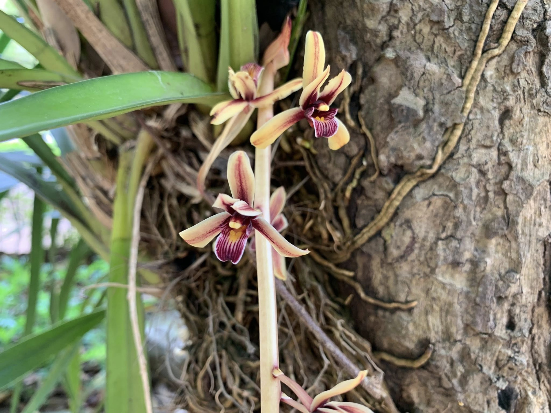 ภาพประกอบ :กล้วยไม้กะเรกะร่อน