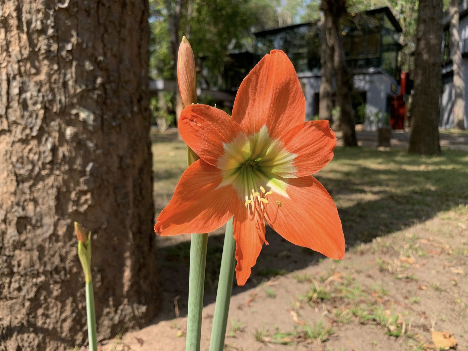 ภาพประกอบ :ว่านสี่ทิศ (Amaryllis หรือ Hippeastrum)