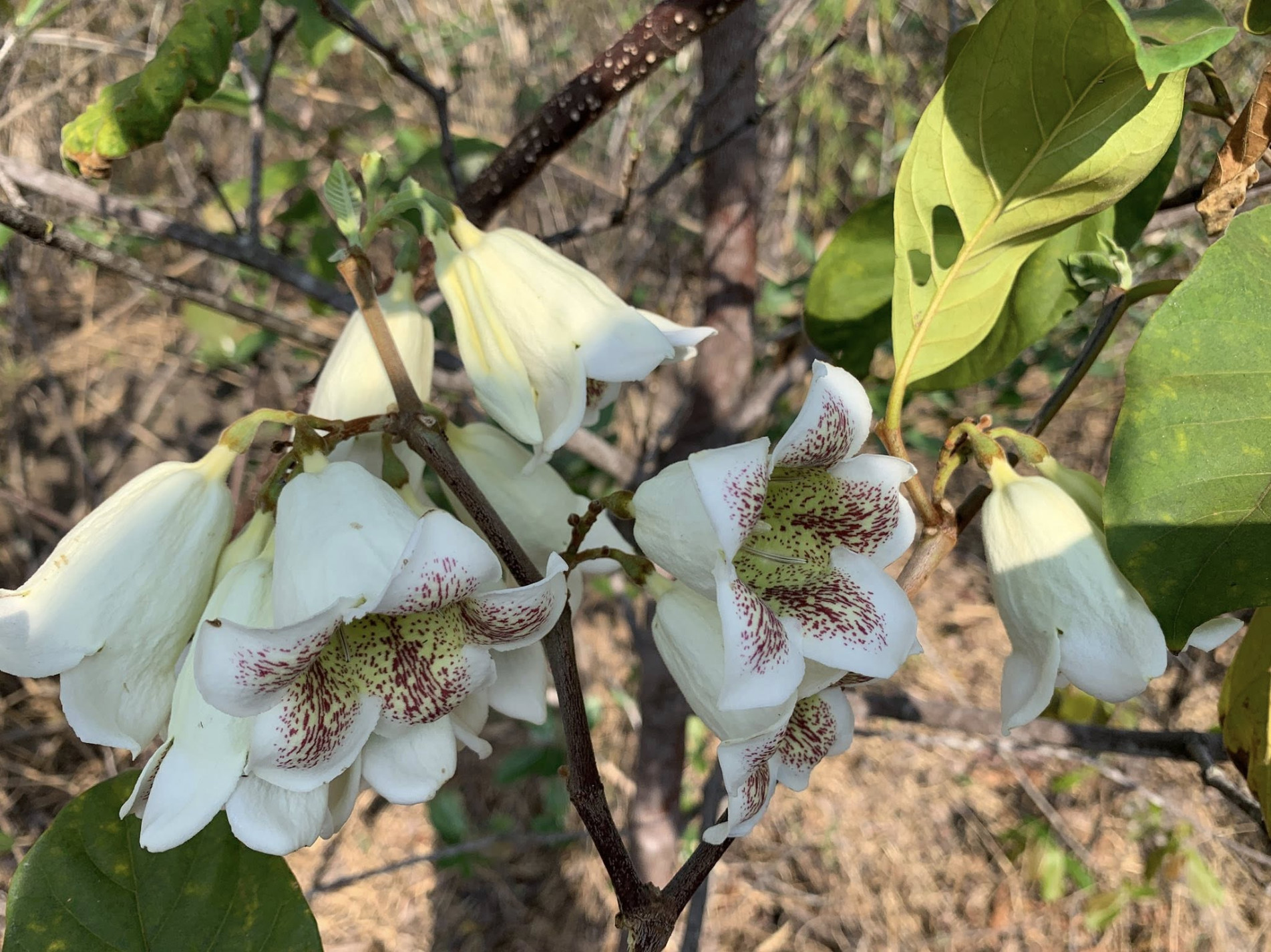 ภาพประกอบ :หมักม่อ