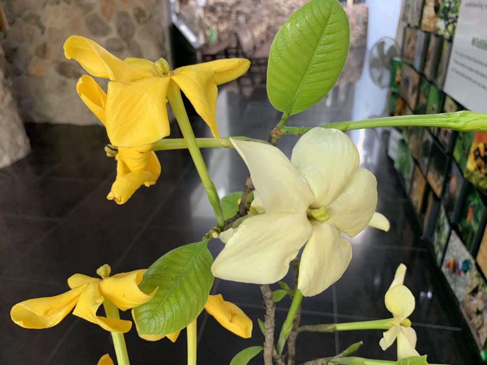 ภาพประกอบ :คำมอกหลวง