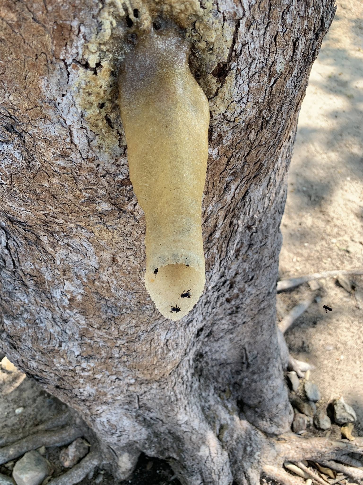 ภาพประกอบ :ชันโรง