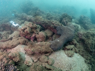 ภาพประกอบ :สรุปผลการดำเนินงานการสำรวจทางโบราณคดีบริเวณอ่าวพนังตักและอ่าวชุมพร ประจำปีงบประมาณ 2568