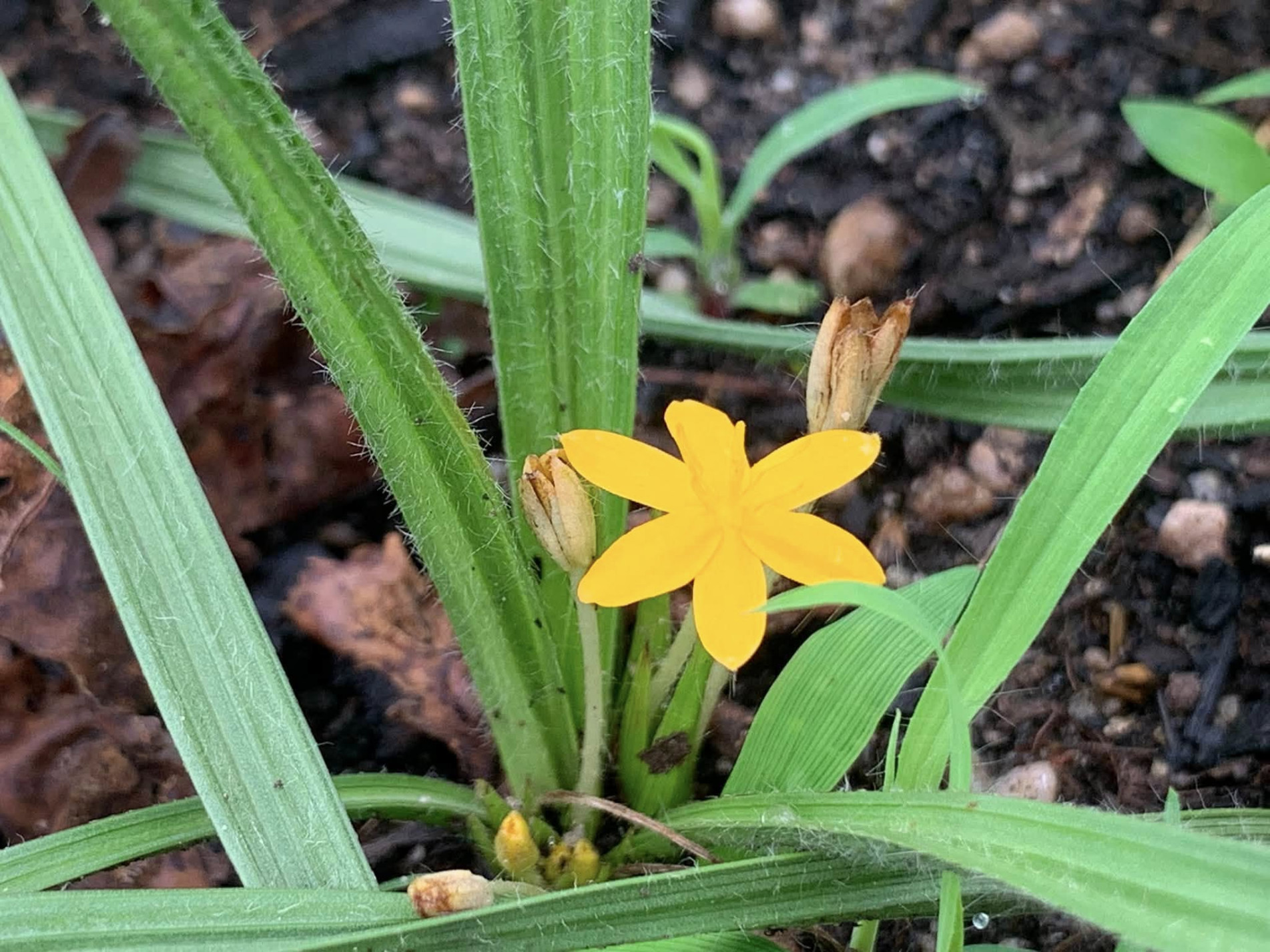 ภาพประกอบ :หญ้าดอกคำ (Scientific name Hypoxis aurea Lour.)