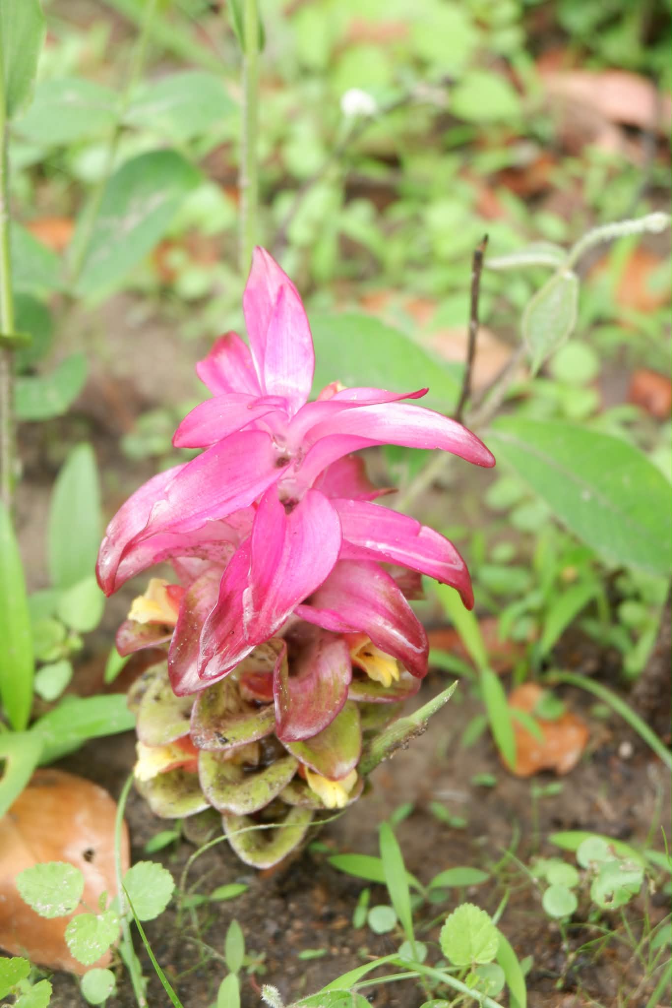 ภาพประกอบ :ดอกกระเจียว (Curcuma spp.)