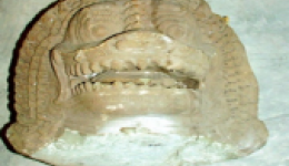 ภาพประกอบ ข่าวทั่วไป