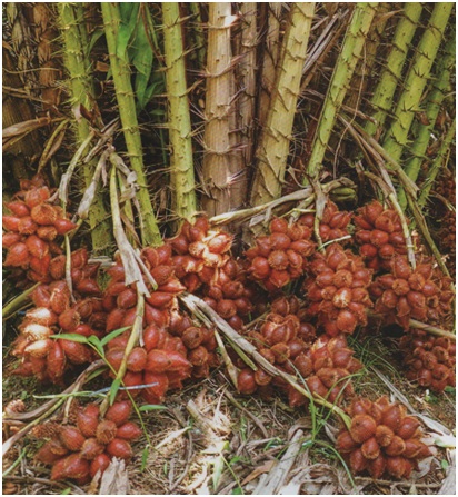 ภาพประกอบ ความรู้ทั่วไป