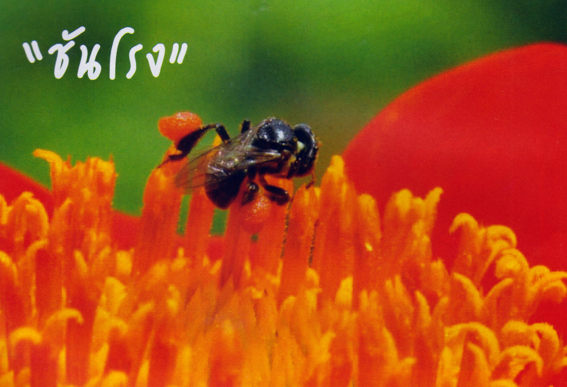 ภาพประกอบ ความรู้ทั่วไป